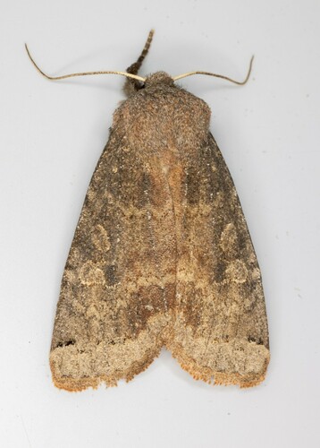 iNaturalist observation photo of Homoglaea carbonaria