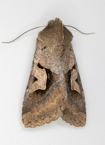 iNaturalist observation photo of Acerra normalis