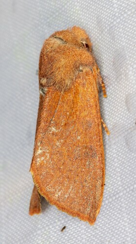 iNaturalist observation photo of Orthosia pulchella