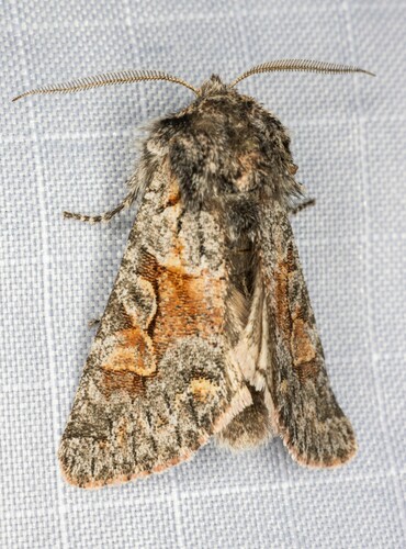 iNaturalist observation photo of Egira variabilis