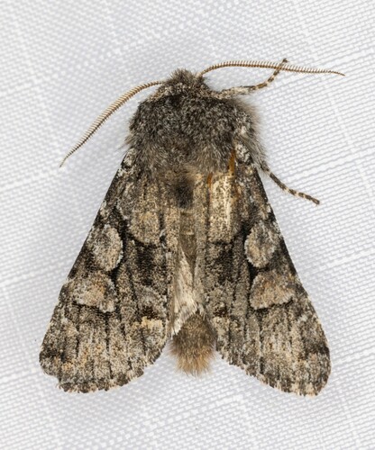 iNaturalist observation photo of Egira variabilis