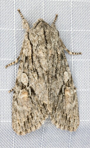 iNaturalist observation photo of Egira simplex
