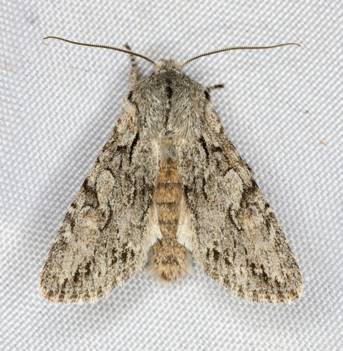 iNaturalist observation photo of Egira simplex