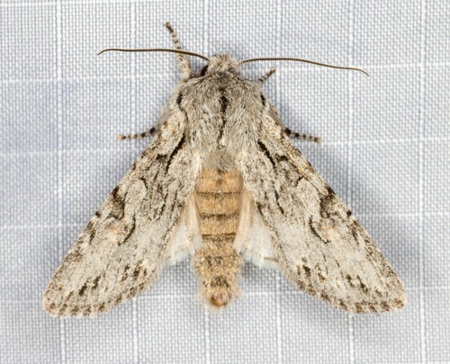 iNaturalist observation photo of Egira simplex