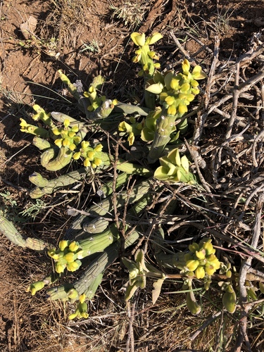 Euphorbia bisellenbeckii