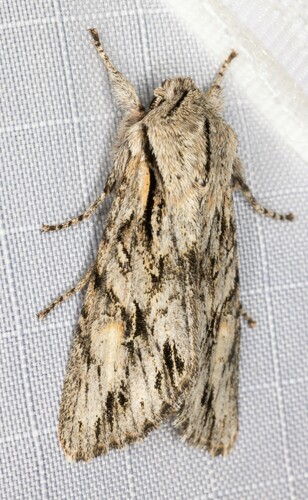 iNaturalist observation photo of Egira crucialis