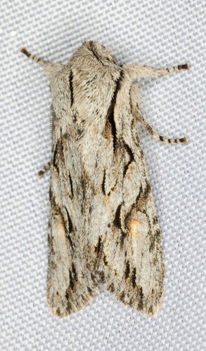iNaturalist observation photo of Egira crucialis