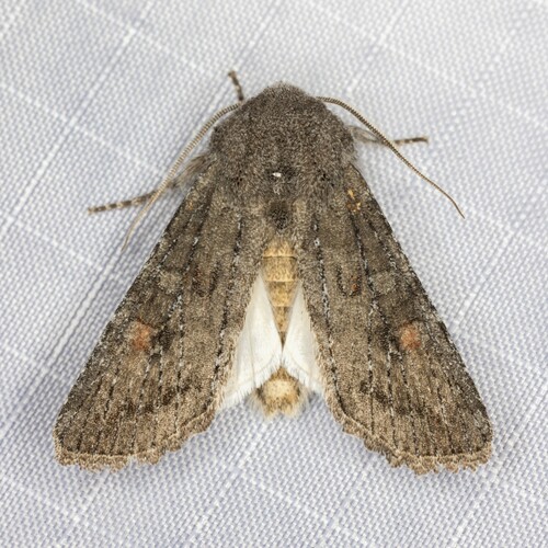 iNaturalist observation photo of Citrus Cutworm