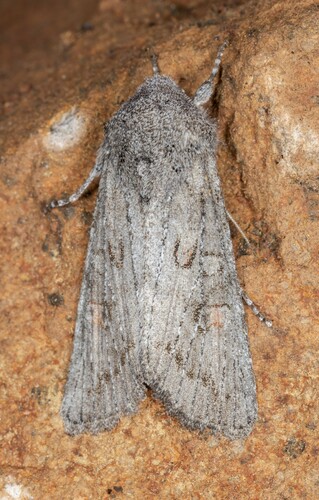 iNaturalist observation photo of Citrus Cutworm