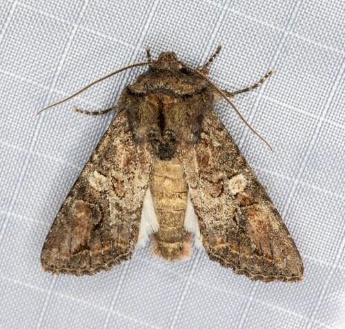 iNaturalist observation photo of Brown Woodling