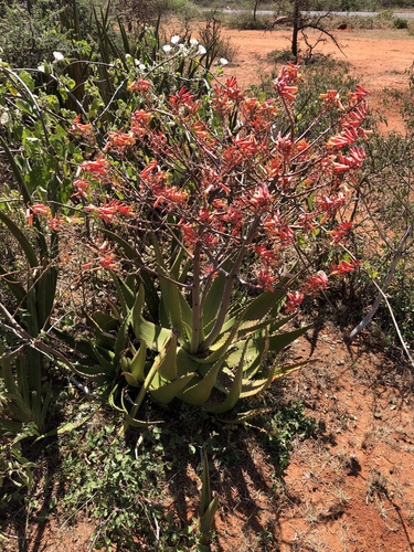 Aloe secundiflora