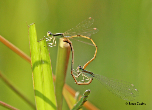Citrine Forktail