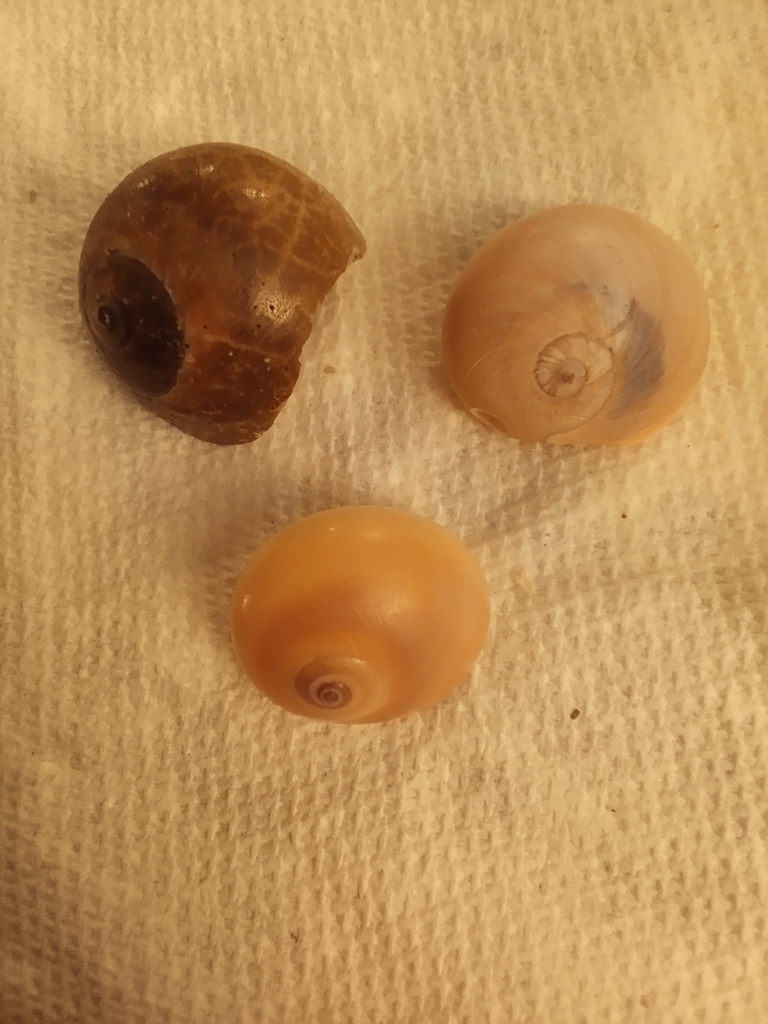 Shark Eye from Beaufort County, SC, USA on June 11, 2023 at 07:54 PM by ...