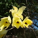 Laelia aurea - Photo (c) pablito-rb, all rights reserved, uploaded by pablito-rb