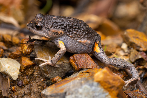 Dusky Toadlet