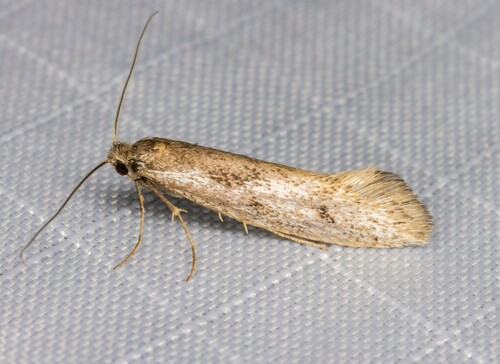 iNaturalist observation photo of Tridentaforma fuscoleuca