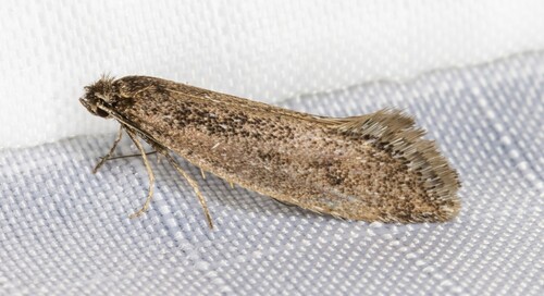 iNaturalist observation photo of Tridentaforma fuscoleuca