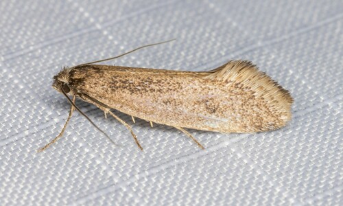 iNaturalist observation photo of Tridentaforma fuscoleuca