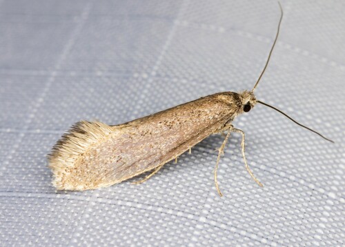 iNaturalist observation photo of Tridentaforma fuscoleuca