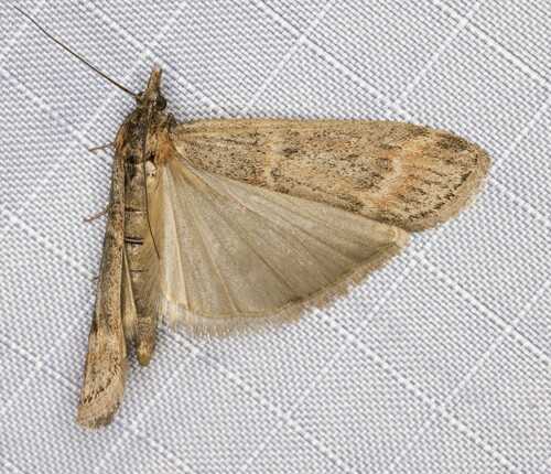 iNaturalist observation photo of Myelopsis alatella