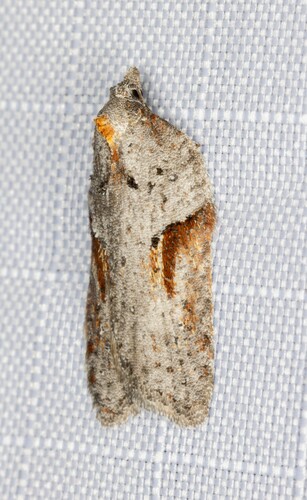 iNaturalist observation photo of Acleris aenigmana