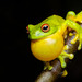 Orange-eyed Tree Frog - Photo (c) Jono Dashper, all rights reserved, uploaded by Jono Dashper