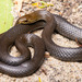 Marsh Snake - Photo (c) Jono Dashper, all rights reserved, uploaded by Jono Dashper