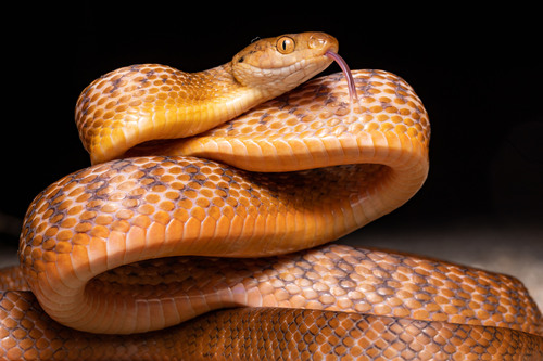 Brown Tree Snake sighting