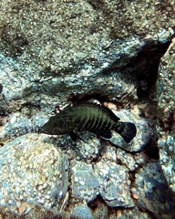 Cephalopholis panamensis image