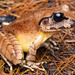 Southern Stuttering Frog - Photo (c) Jono Dashper, all rights reserved, uploaded by Jono Dashper