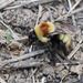 Bombus sibiricus - Photo (c) thetain, all rights reserved, uploaded by thetain
