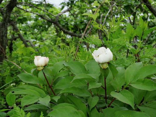 Chinese peony