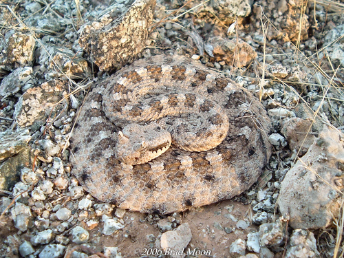 Sidewinder