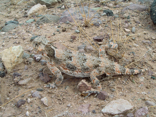 Desert Horned Lizard