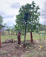 Morinda citrifolia image