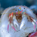 Line-legged Hermit Crab - Photo (c) Shigeru Harazaki, all rights reserved, uploaded by Shigeru Harazaki