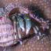 Hidden Hermit Crab - Photo (c) Shigeru Harazaki, all rights reserved, uploaded by Shigeru Harazaki