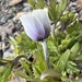 Drummond's Anemone - Photo (c) Chris, all rights reserved, uploaded by Chris