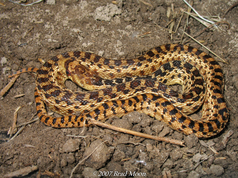 Pacific Gopher Snake Subspecies Pituophis Catenifer Catenifer