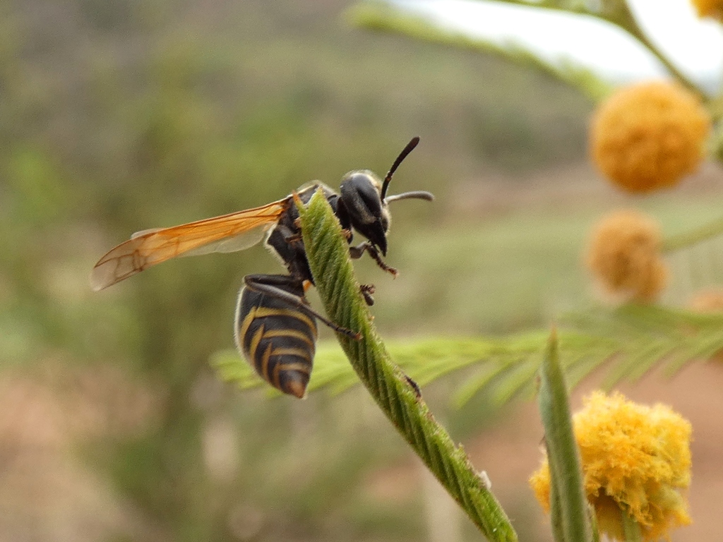 Mexican Honey Wasp from Tixtla de Guerrero, Gro., México on June 7 ...