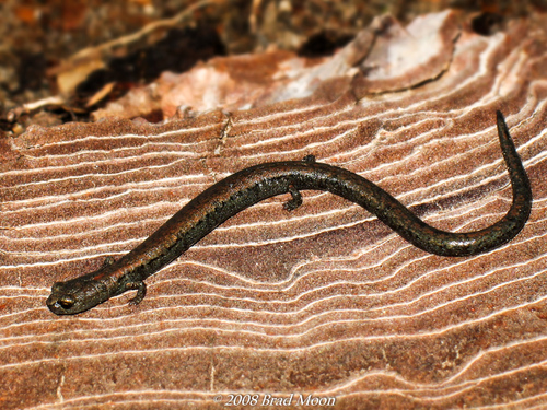 Black-bellied Slender Salamander