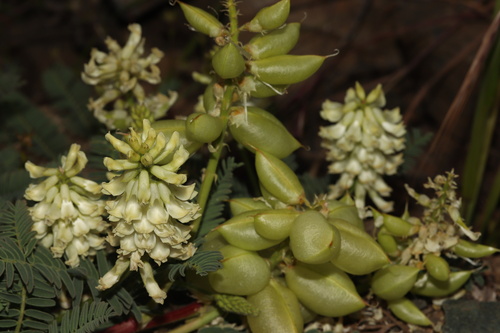 Astragalus nuttallii var. virgatus