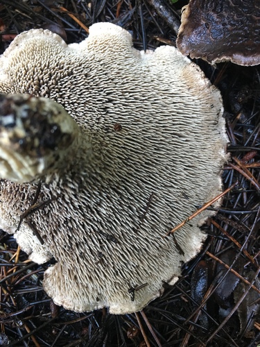 shingled hedgehog