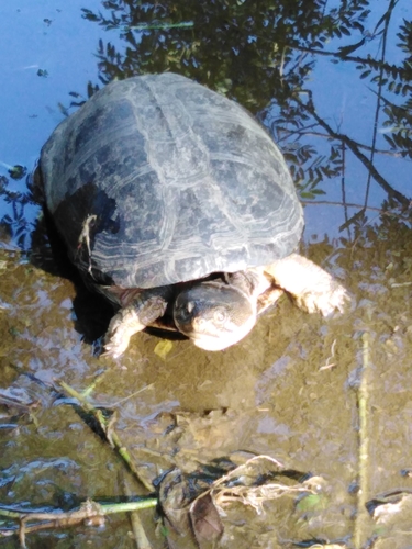 Williams’ African Mud Turtle