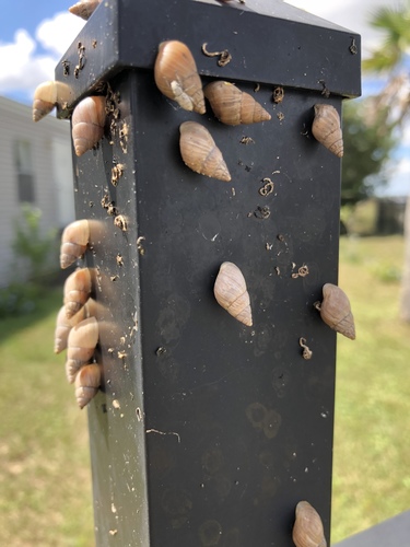 Ghost Bulimulus