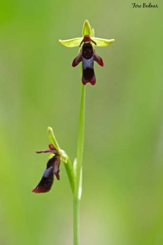 Ophrys insectifera
