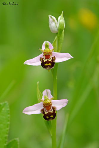 Ophrys apifera