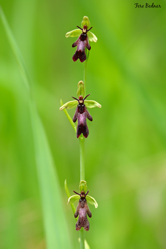 Ophrys insectifera