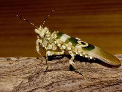 Image of Pseudocreobotra wahlbergi