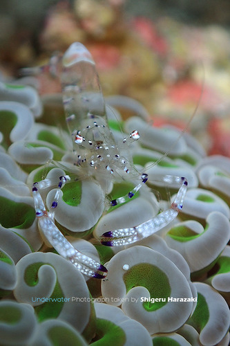 Ancylomenes venustus (Bruce, 1989)